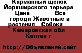 Карманный щенок Йоркширского терьера › Цена ­ 30 000 - Все города Животные и растения » Собаки   . Кемеровская обл.,Калтан г.